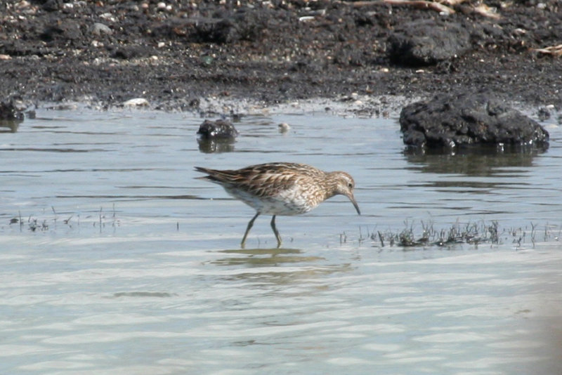 Sharp-tailed Sandpiper (Calidris acuminata) Camperduin, De Putten