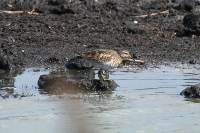 Sharp-tailed Sandpiper (Calidris acuminata) Camperduin, De Putten