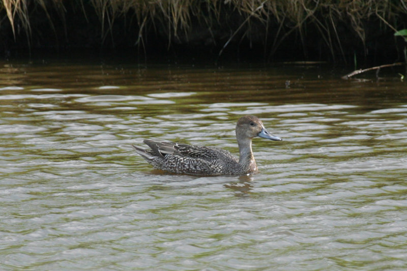 Northern Pintail (Anas acuta) female - Camperduin, De Putten