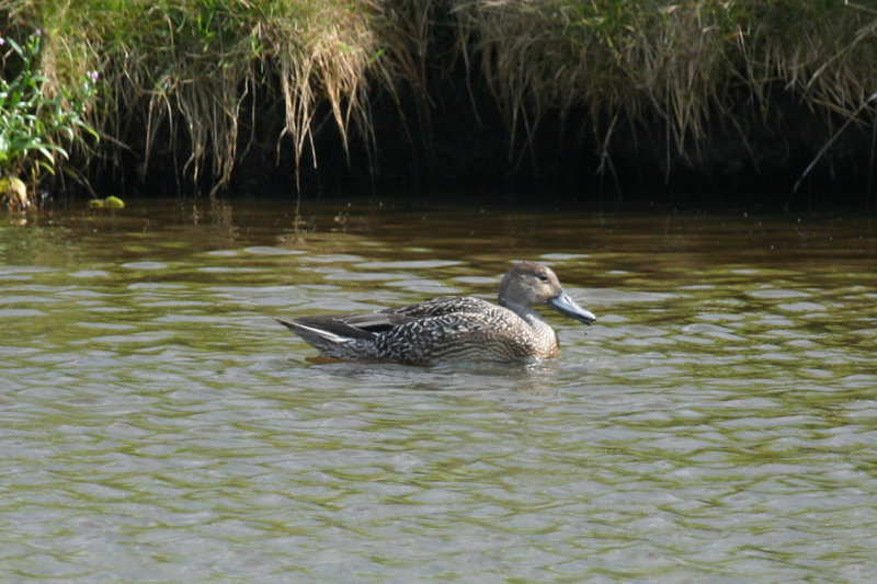 Northern Pintail (Anas acuta) female - Camperduin, De Putten
