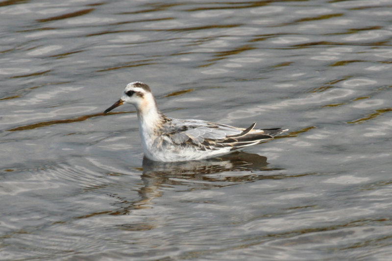 Red Phalarope (Phalaropus fulicarius) Camperduin - De Putten