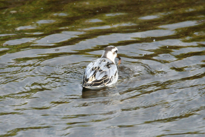 Red Phalarope (Phalaropus fulicarius) Camperduin - De Putten