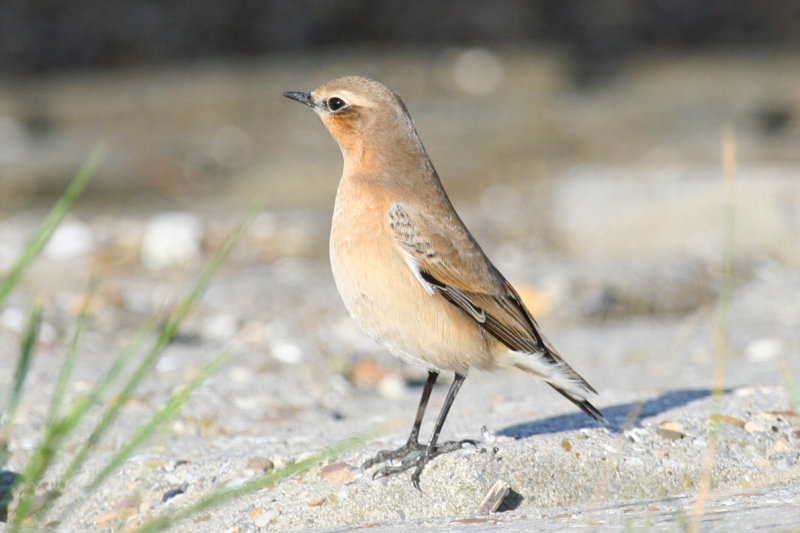 Northern Wheatear (Oenanthe oenanthe) Oosterschelde, Krabbenkreek bij Rammegors