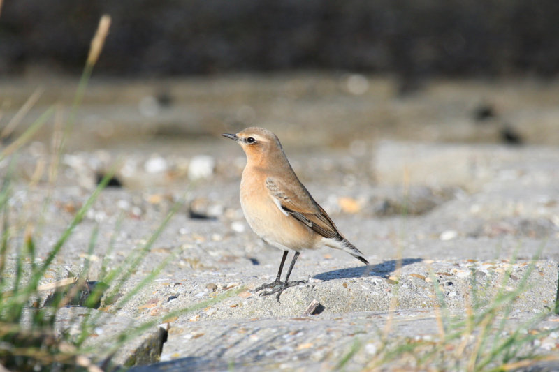 Northern Wheatear (Oenanthe oenanthe) Oosterschelde, Krabbenkreek bij Rammegors