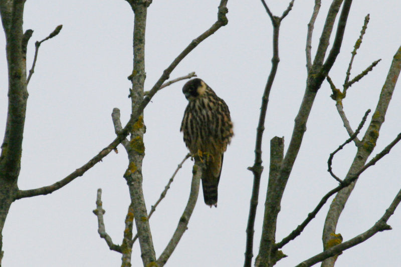 Eurasian Hobby (Falco subbuteo) Oostvaardersplassen