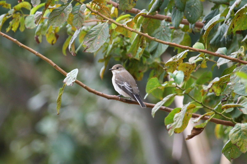 European Pied Flycatcher (Ficedula hypoleuca) Barcelona - Delta del Llobregat