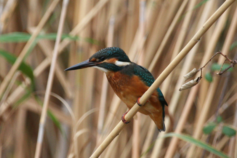 Common Kingfisher (Alcedo atthis) Barcelona - Delta del Llobregat