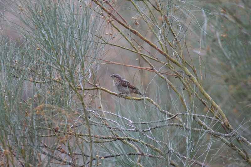 Eurasian Wryneck (Jynx torquilla) Spain - Estepa de Lleida