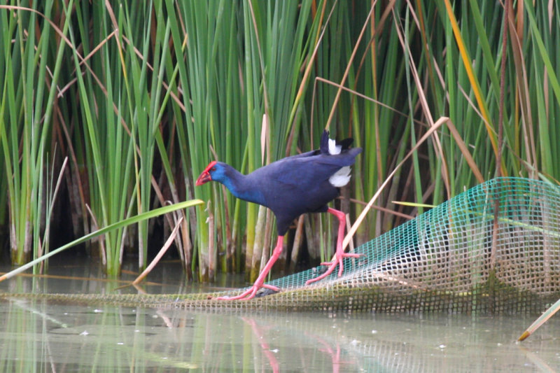 Purple Swamphen (Porphyrio porphyrio) Lleida, Estany D'ivars i Vila-sana