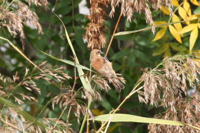 Eurasian Penduline Tit (Remiz pendulinus) Lleida, Estany D'ivars i Vila-sana