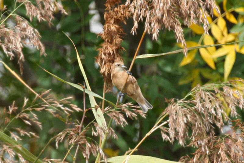 Eurasian Penduline Tit (Remiz pendulinus) Lleida, Estany D'ivars i Vila-sana