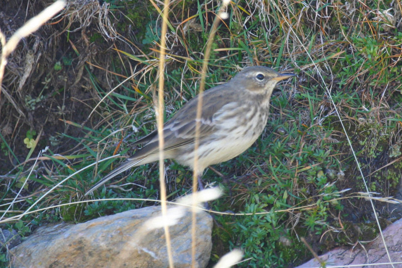 Water Pipit (Anthus spinoletta) Parc Natural del Cadí-Moixeró, Pyrenees - Catalunya