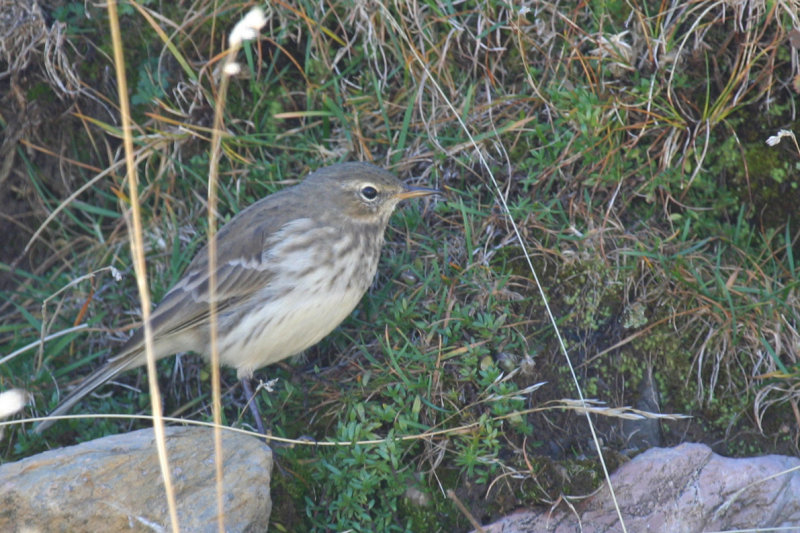 Water Pipit (Anthus spinoletta) Parc Natural del Cadí-Moixeró, Pyrenees - Catalunya