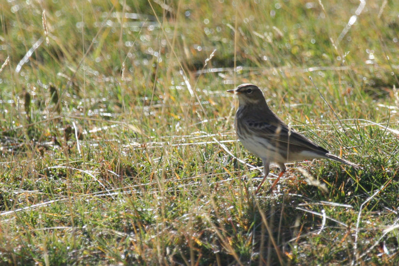 Water Pipit (Anthus spinoletta) Parc Natural del Cadí-Moixeró, Pyrenees - Catalunya