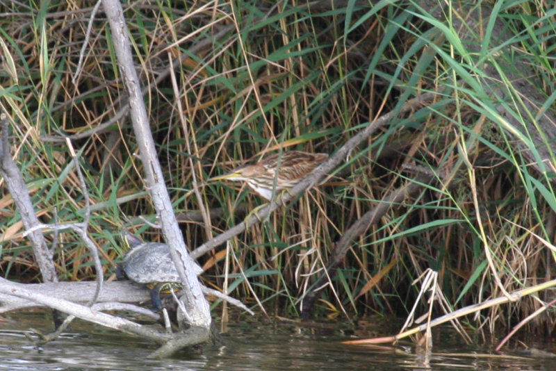 Little Bittern (Ixobrychus minutus) Juvenile - Barcelona, Delta del Llobregat