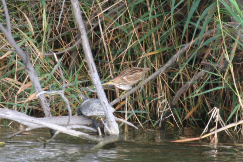 Little Bittern (Ixobrychus minutus) Juvenile - Barcelona, Delta del Llobregat