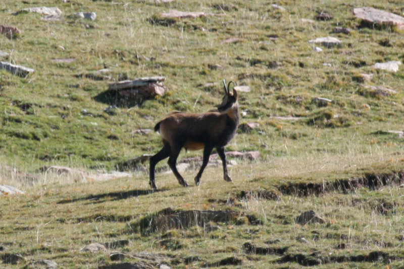 Southern Chamois (Rupicapra pyrenaica) Parc Natural del Cadí-Moixeró, Pyrenees - Catalunya