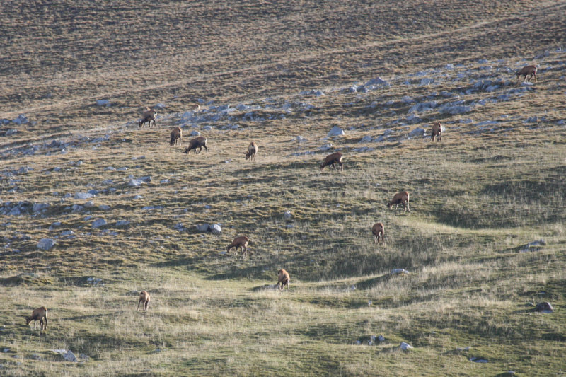 Southern Chamois (Rupicapra pyrenaica) Parc Natural del Cadí-Moixeró, Pyrenees - Catalunya