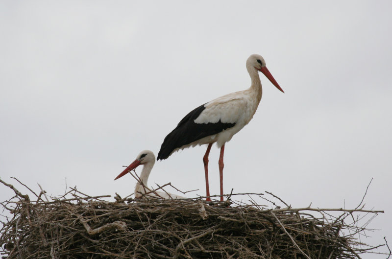 White Stork (Ciconia ciconia) Lleida, Estany D'ivars i Vila-sana