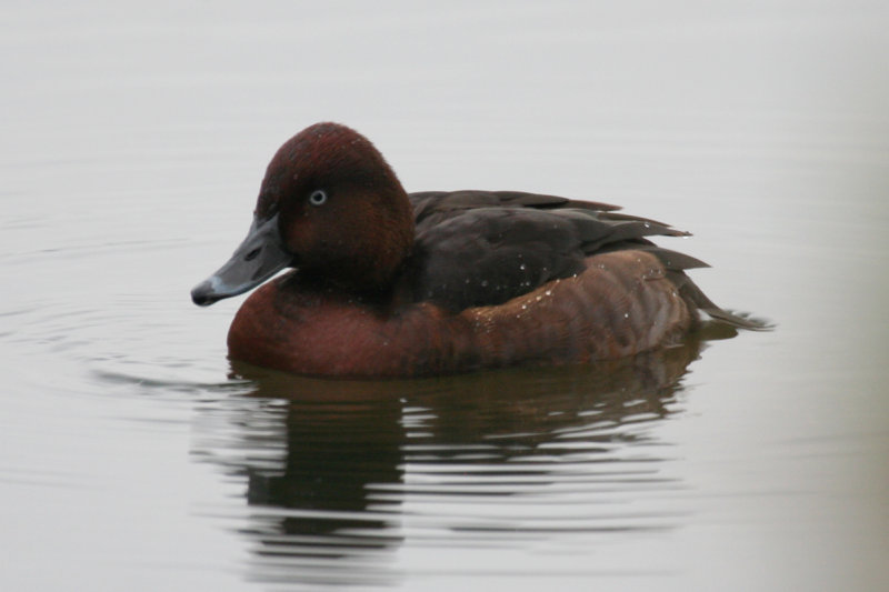 Ferruginous Duck - Aythya nyroca (male adult) Rotterdam - Kralingsche Plas
