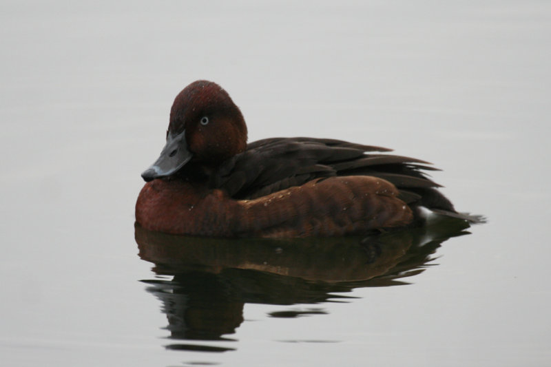 Ferruginous Duck (Aythya nyroca) Adult male - Rotterdam, Kralingsche Plas
