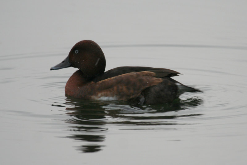 Ferruginous Duck - Aythya nyroca (male adult) Rotterdam - Kralingsche Plas
