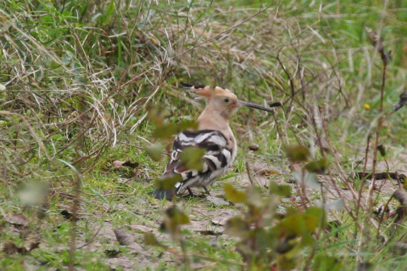 Eurasian Hoopoe (Upupa epops) Kwade Hoek