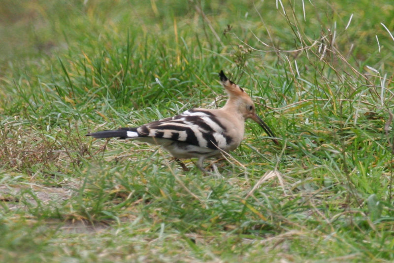 Eurasian Hoopoe (Upupa epops) Kwade Hoek