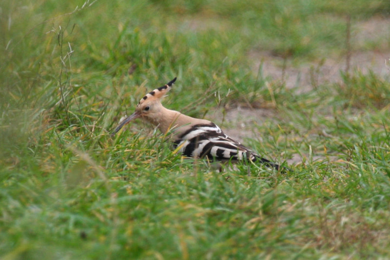 Eurasian Hoopoe (Upupa epops) Kwade Hoek