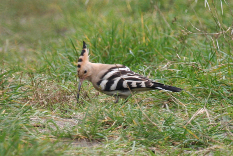 Eurasian Hoopoe (Upupa epops) Kwade Hoek