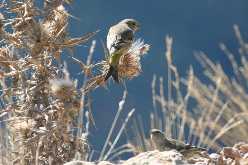 Citril Finch (Carduelis citrinella) Parc Natural del Cadí-Moixeró, Pyrenees - Catalunya