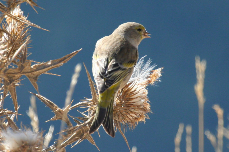 Citril Finch (Carduelis citrinella) Parc Natural del Cadí-Moixeró, Pyrenees - Catalunya