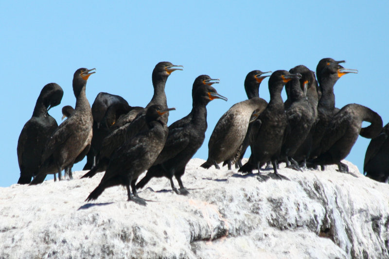 Cape Cormorants (Phalacrocorax capensis) Duiker Island, Cape Peninsula