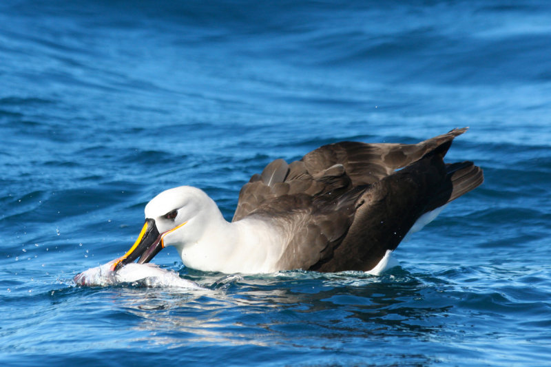 Atlantic Yellow-Nosed Albatross (Thalassarche chlororhynchos) Cape Town Pelagic