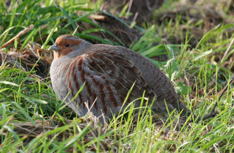 Grey Partridge (Perdix perdix) Mijnsheerenland - Polder Moerkerken