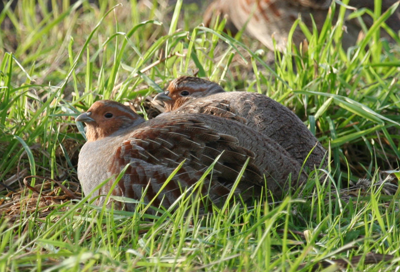 Grey Partridge (Perdix perdix) Mijnsheerenland - Polder Moerkerken