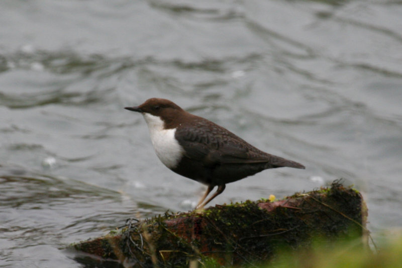 White-throated Dipper (Cinclus cinclus cinclus) Amsterdamse Waterleidingduinen