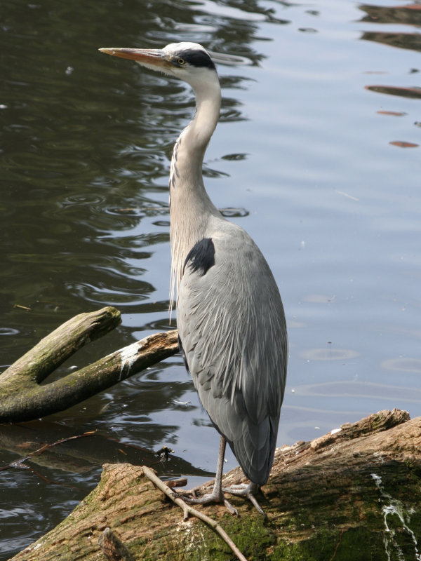 Grey Heron - Artis, Amsterdam