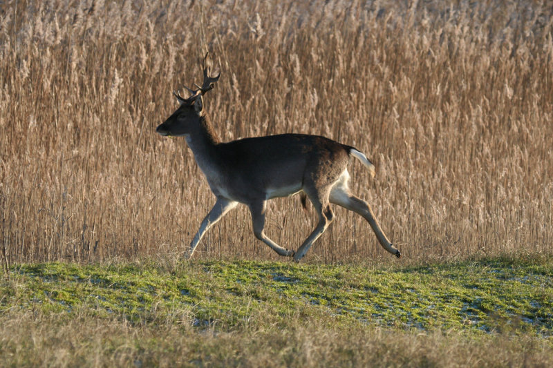 Fallow deer (Dama dama) Amsterdamse Waterleidingduinen