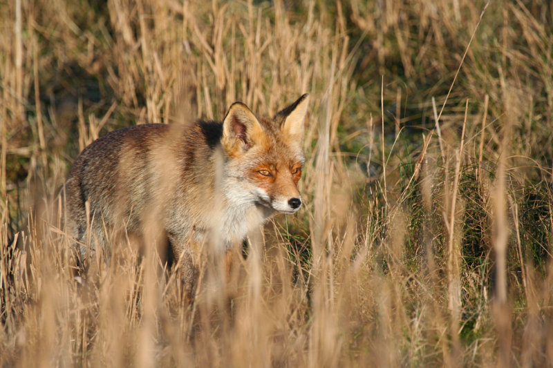 Red Fox (Vulpes vulpes) Amsterdamse Waterleidingduinen