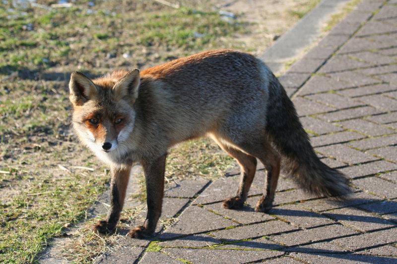 Red Fox (Vulpes vulpes) Amsterdamse Waterleidingduinen