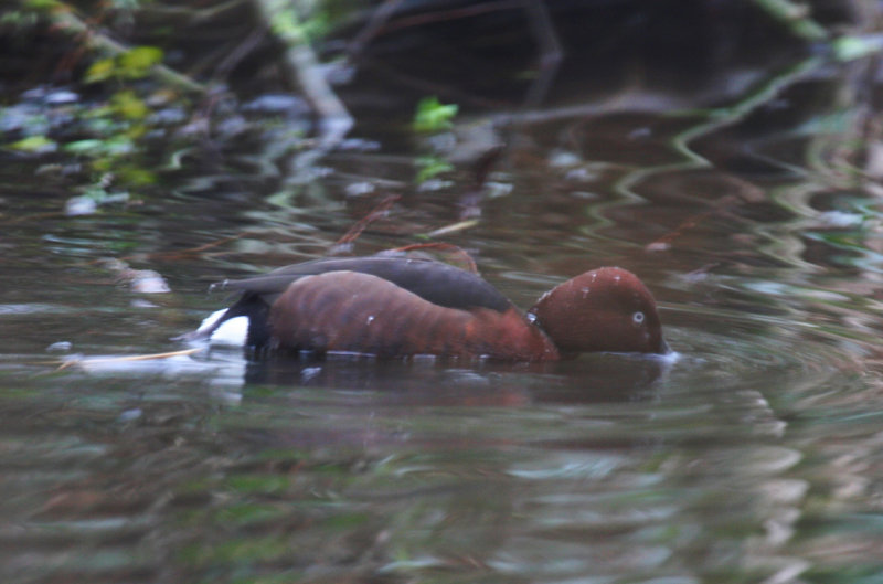 Ferruginous Duck (Aythya nyroca) Adult male - Rotterdam, Kralingsche Bos