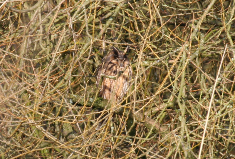 Long-eared Owl (Asio otus) Rotterdam - Kralingsche Bos