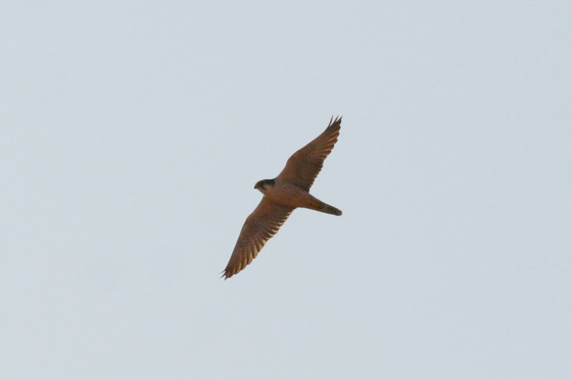 Lanner Falcon (Falco biarmicus erlangeri) Morocco - Bourrous