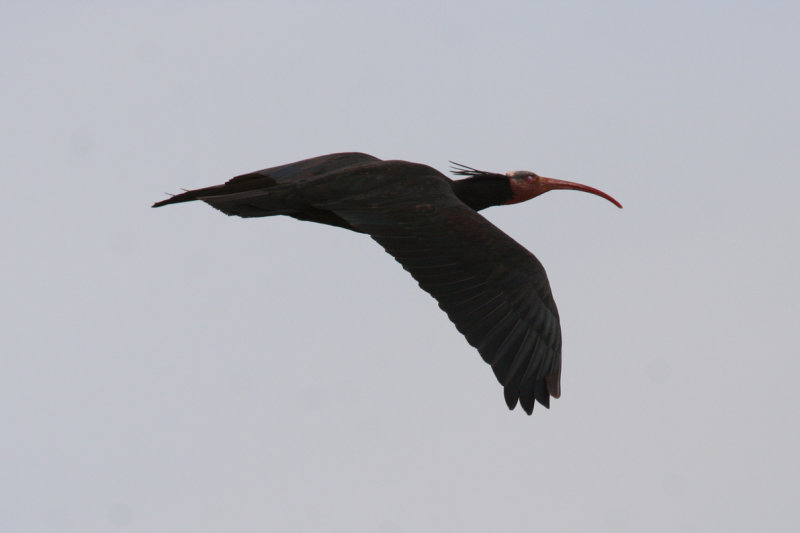 Northern Bald Ibis (Geronticus eremita (adult) Morocco - Tamri