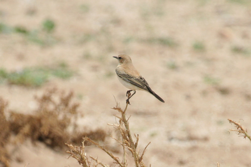 Western Black-eared Wheatear (Oenanthe hispanica) Female - Morocco - Tamri 