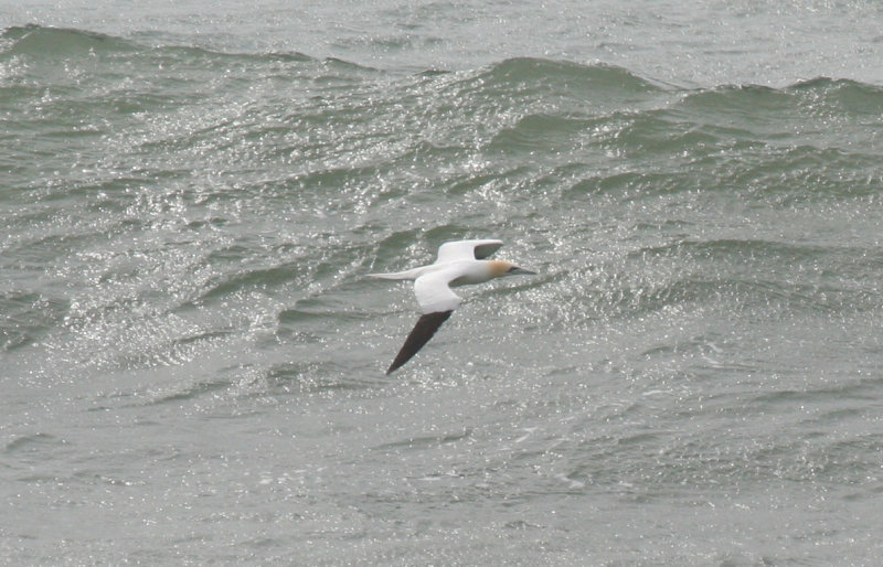 Northern Gannet (Morus bassanus) Morocco - Tamri