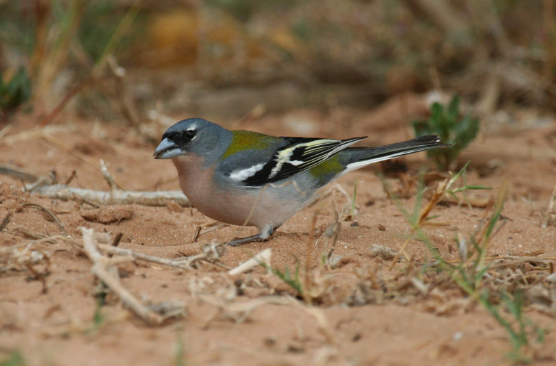 African (Atlas) Chaffinch (Fringilla spodiogenys africana) Morocco - Massa