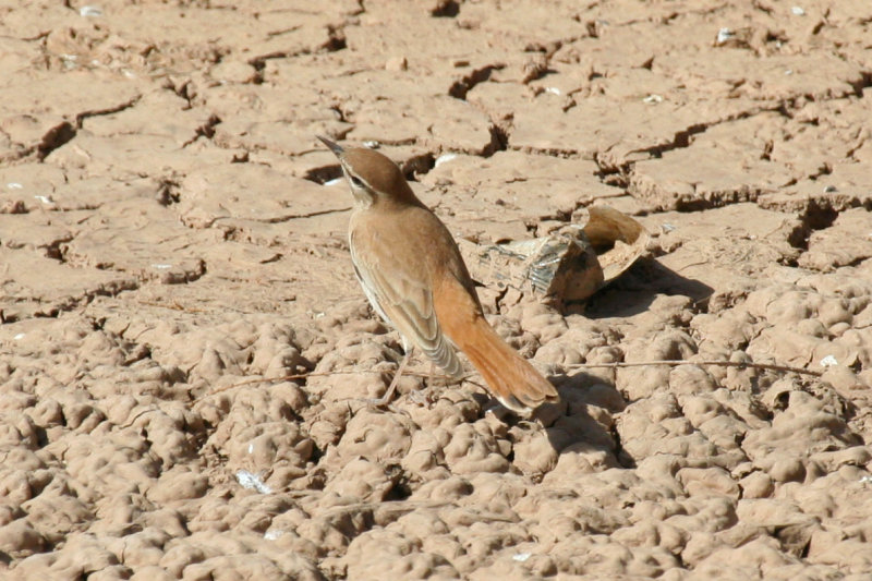 Rufous-tailed Scrub Robin (Cercotrichas galactotes galactotes) Morocco - Rissani
