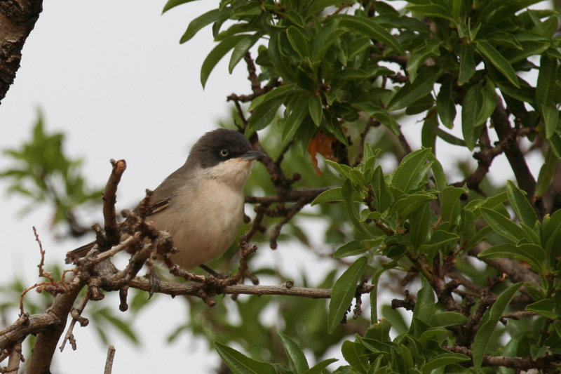 Western Orphean Warbler (Curruca hortensis) Morocco - Amerzgane